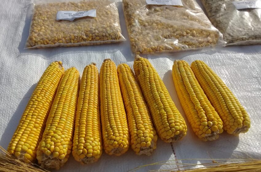  En Formosa, presentan una nueva variedad de maíz amarillo