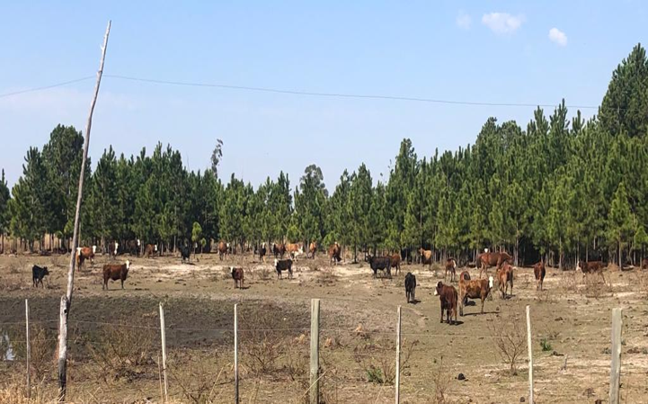  Crisis en Corrientes: desde el Gobierno prevén menor producción de carne pero descartan cerrar exportaciones