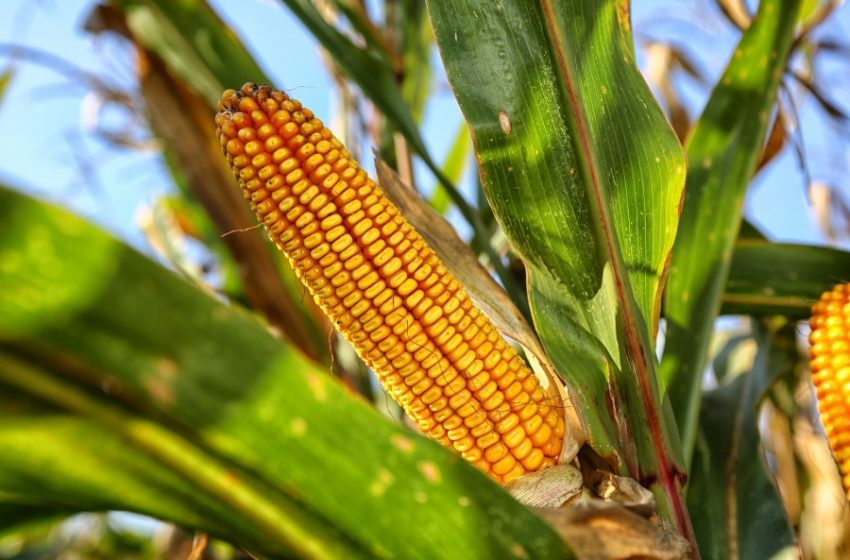  El Gobierno suspendió las exportaciones de maíz para abastecer al mercado interno