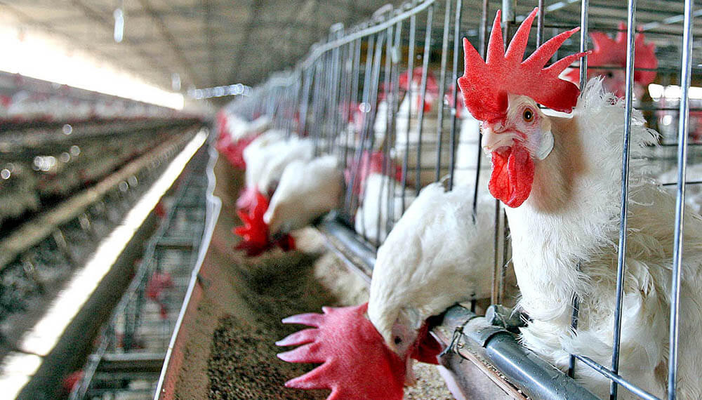 La peste porcina africana en Asia impulsó la industria avícola mundial