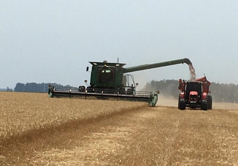  Pronostican una producción de trigo récord que aportará más de 4.000 millones de dólares en meses “calientes”