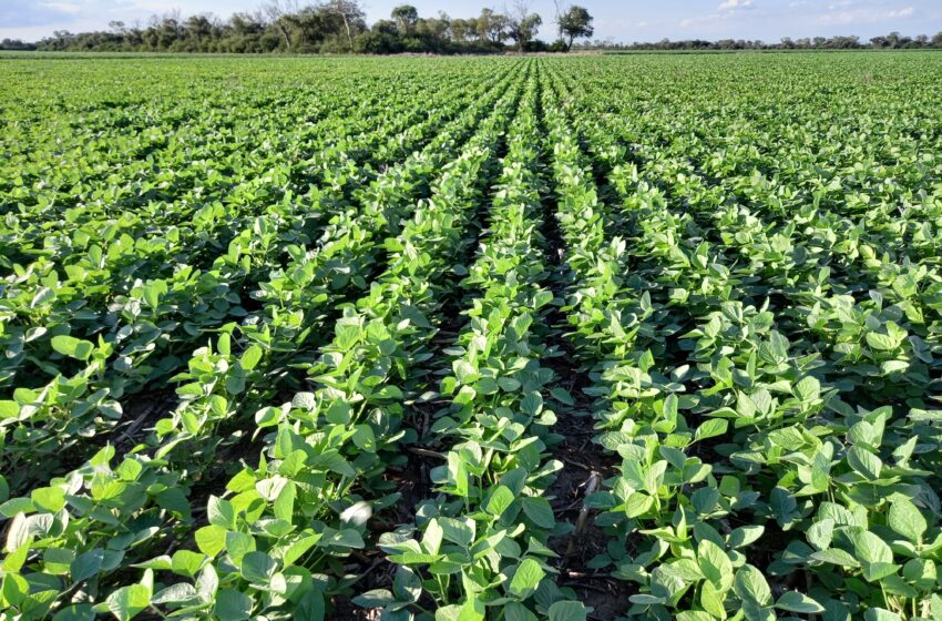  En Chaco, la brecha productiva en soja es del 42 %
