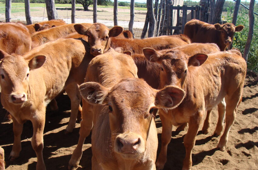  Sigue reinando la incertidumbre en el negocio de ganados y carnes