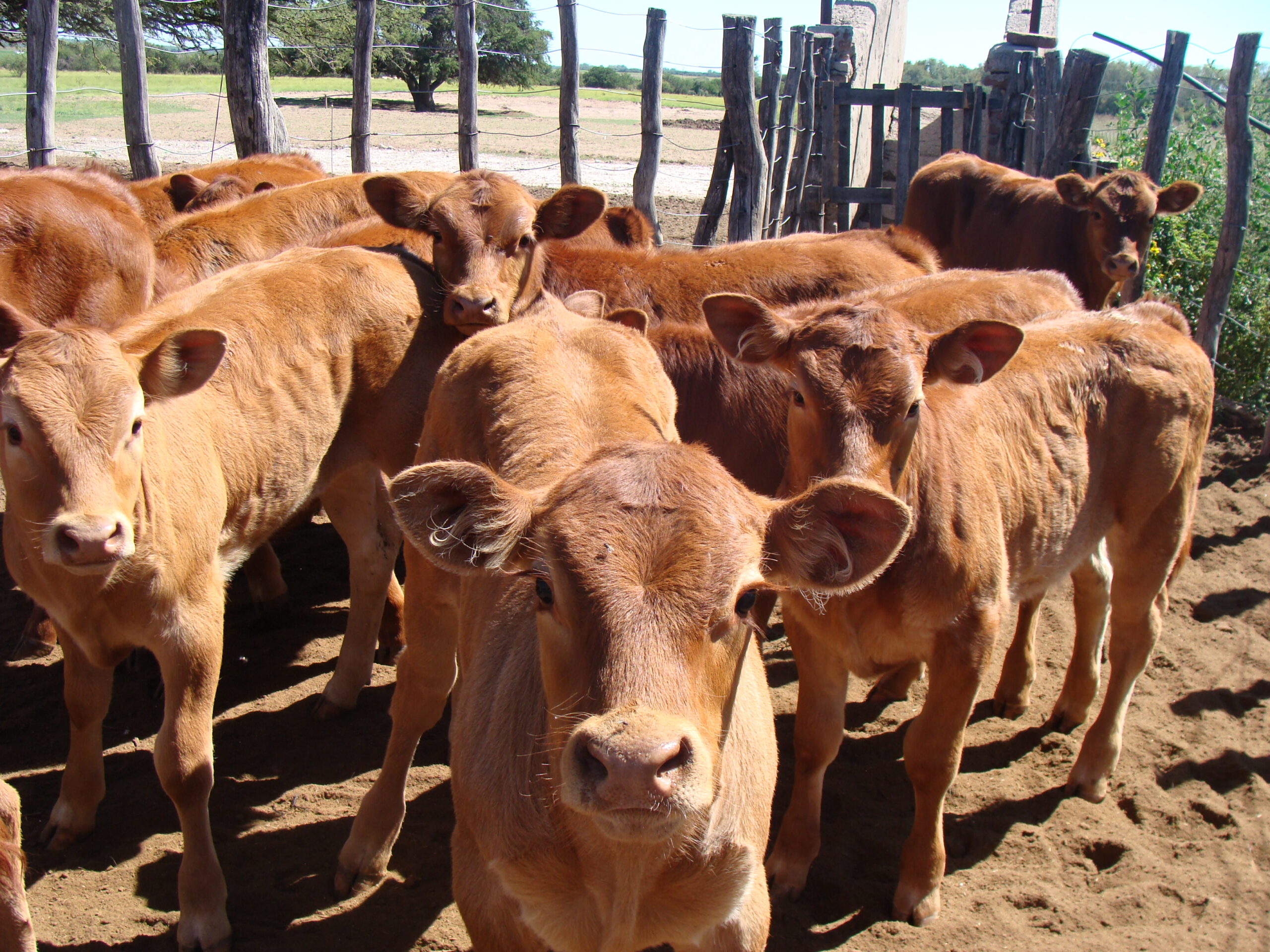 Sigue reinando la incertidumbre en el negocio de ganados y carnes