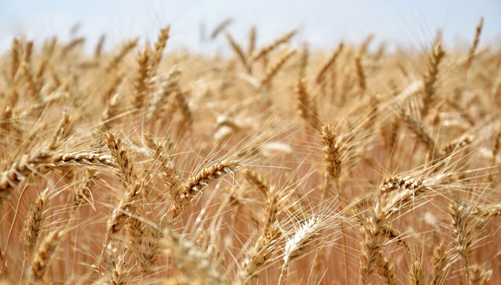 Agricultura dio por finalizada la siembra récord de trigo y cebada
