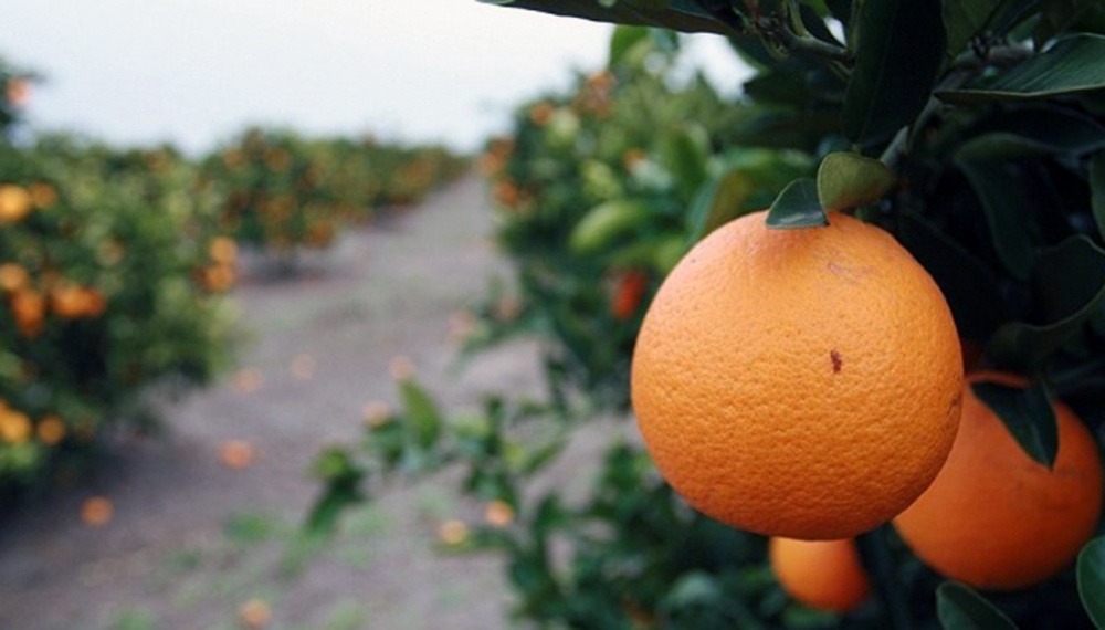 Por cada peso que recibió el productor por un alimento, el consumidor pagó $ 3,7: la naranja tuvo la brecha más alta