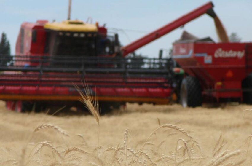  La siembra de trigo pierde 100.000 hectáreas por la falta de agua