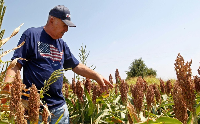 Por qué los farmers de EE.UU. le ponen fichas al sorgo en 2021