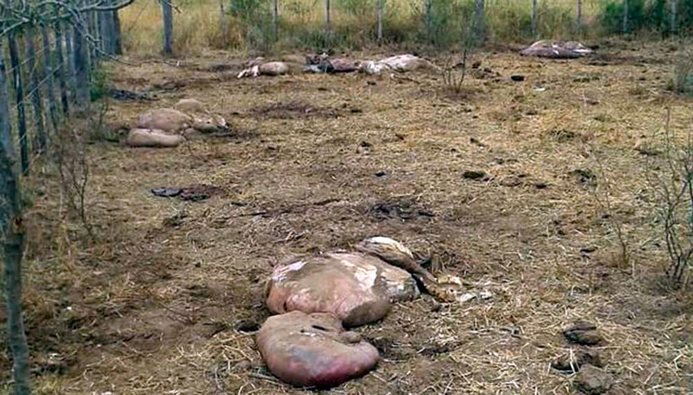 Le entraron al campo y le mataron cinco vacas preñadas en Santiago del Estero