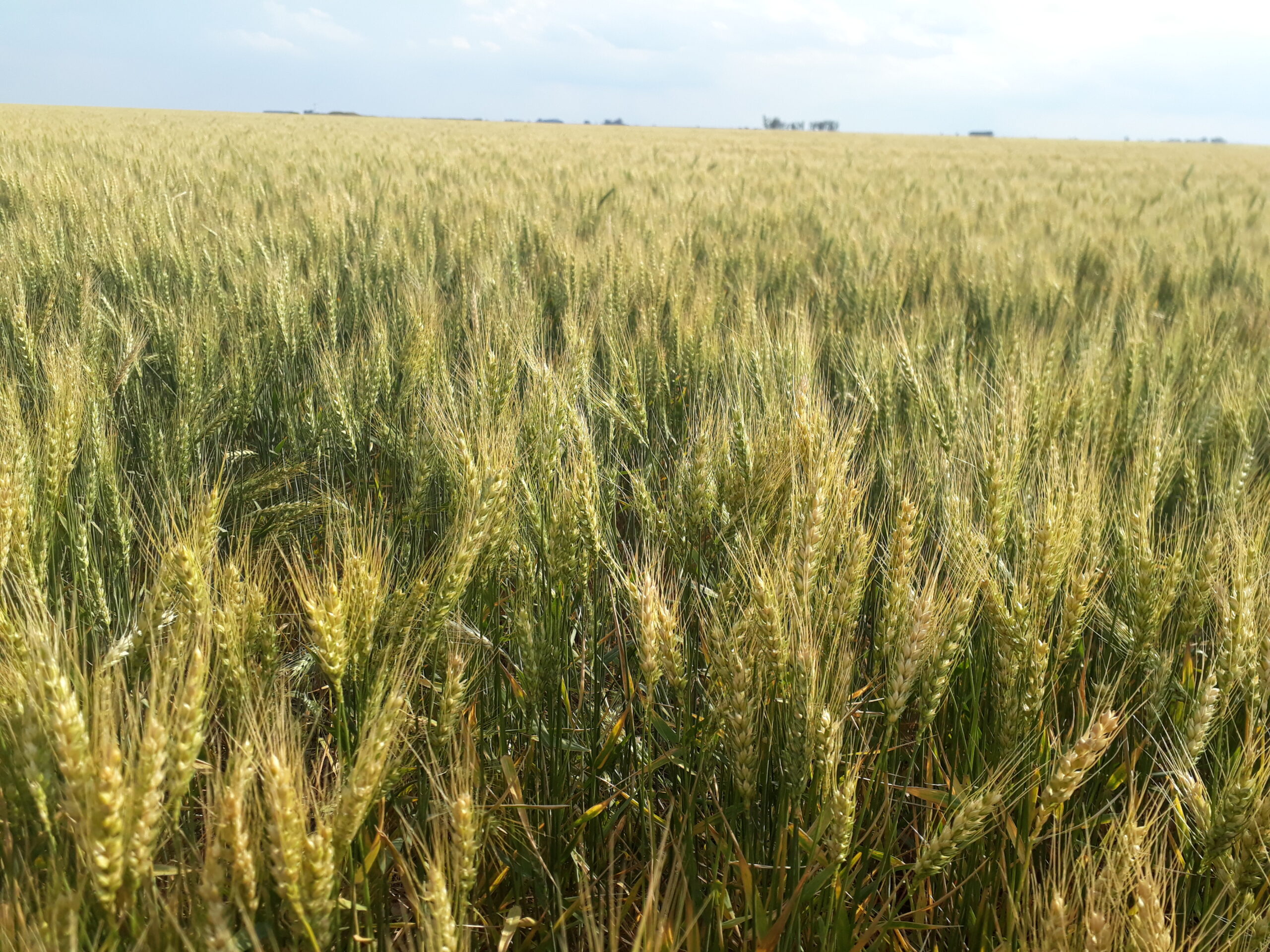 Los rendimientos en trigo estarán limitados por el déficit hídrico