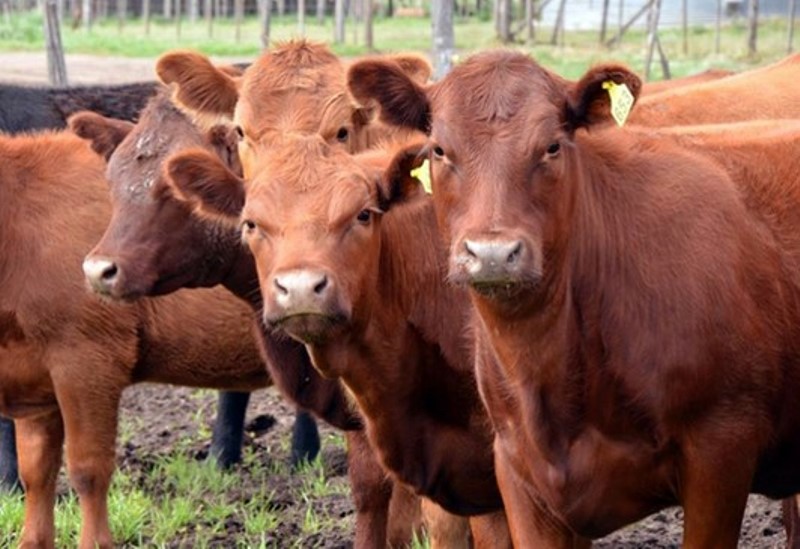 La carne argentina genera emisiones por debajo de valores internacionales