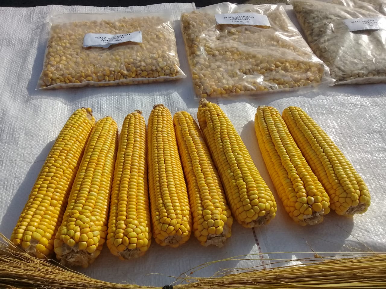 En Formosa, presentan una nueva variedad de maíz amarillo