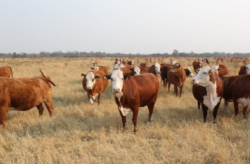  Cómo controlar parásitos en bovinos de recría pastoril