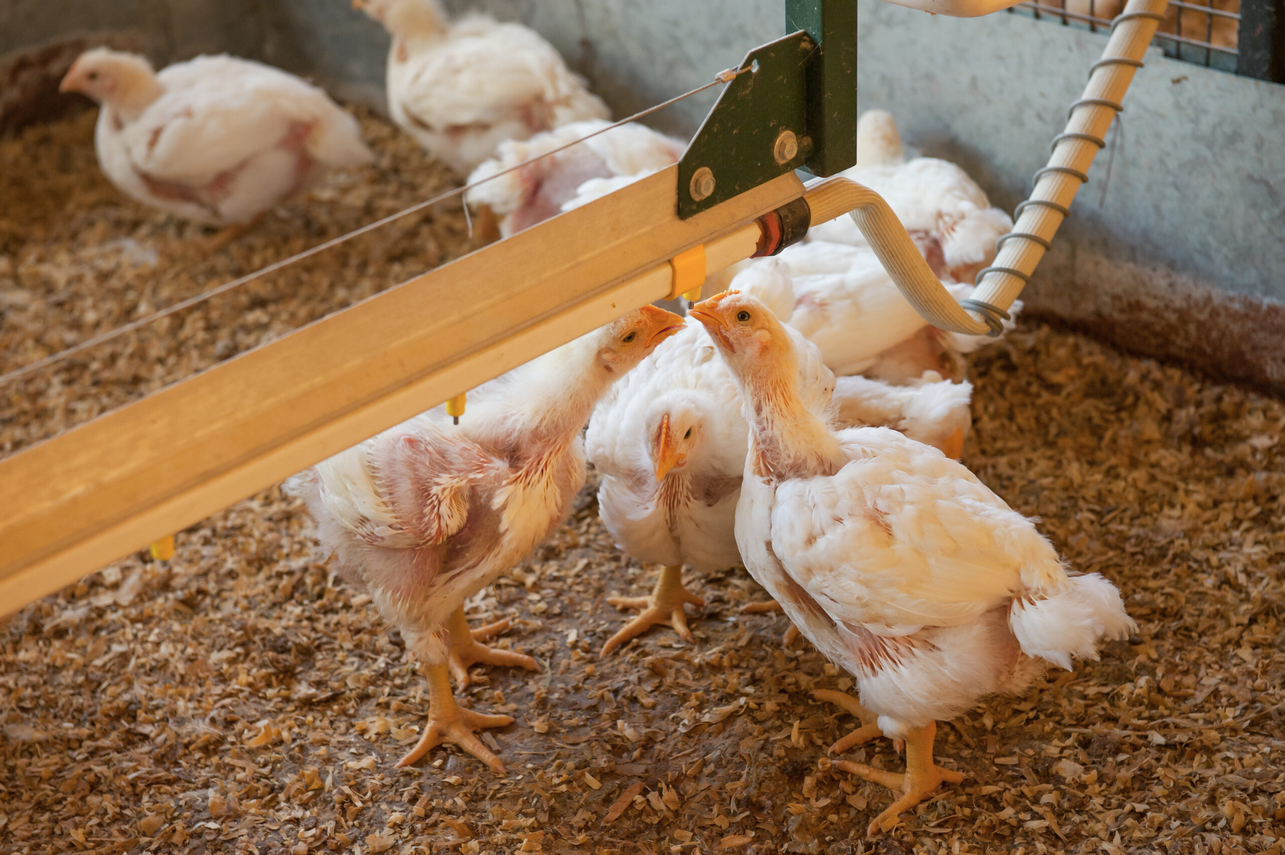 Preocupación por casos de influenza aviar: la FAO activó protocolos de emergencia en la región