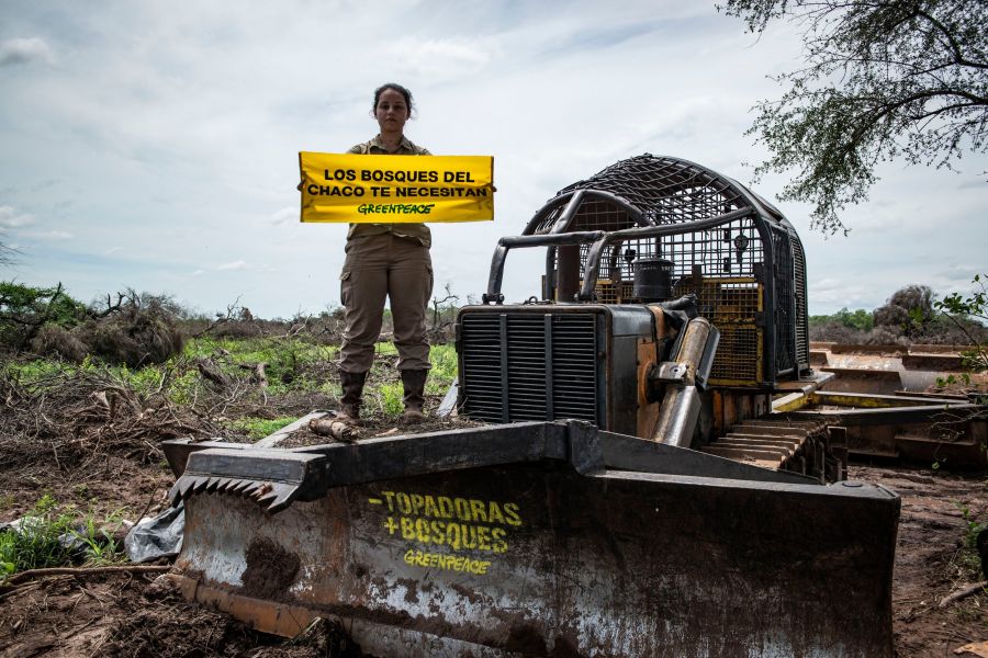 Greenpeace denuncia deforestación de 18 mil hectáreas en Chaco