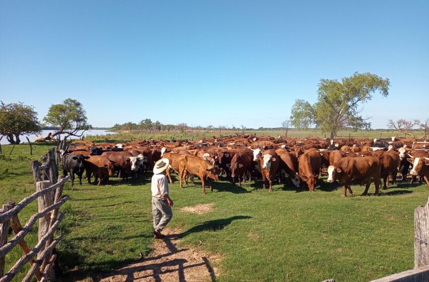  Estudian el impacto de la miasis en la ganadería argentina