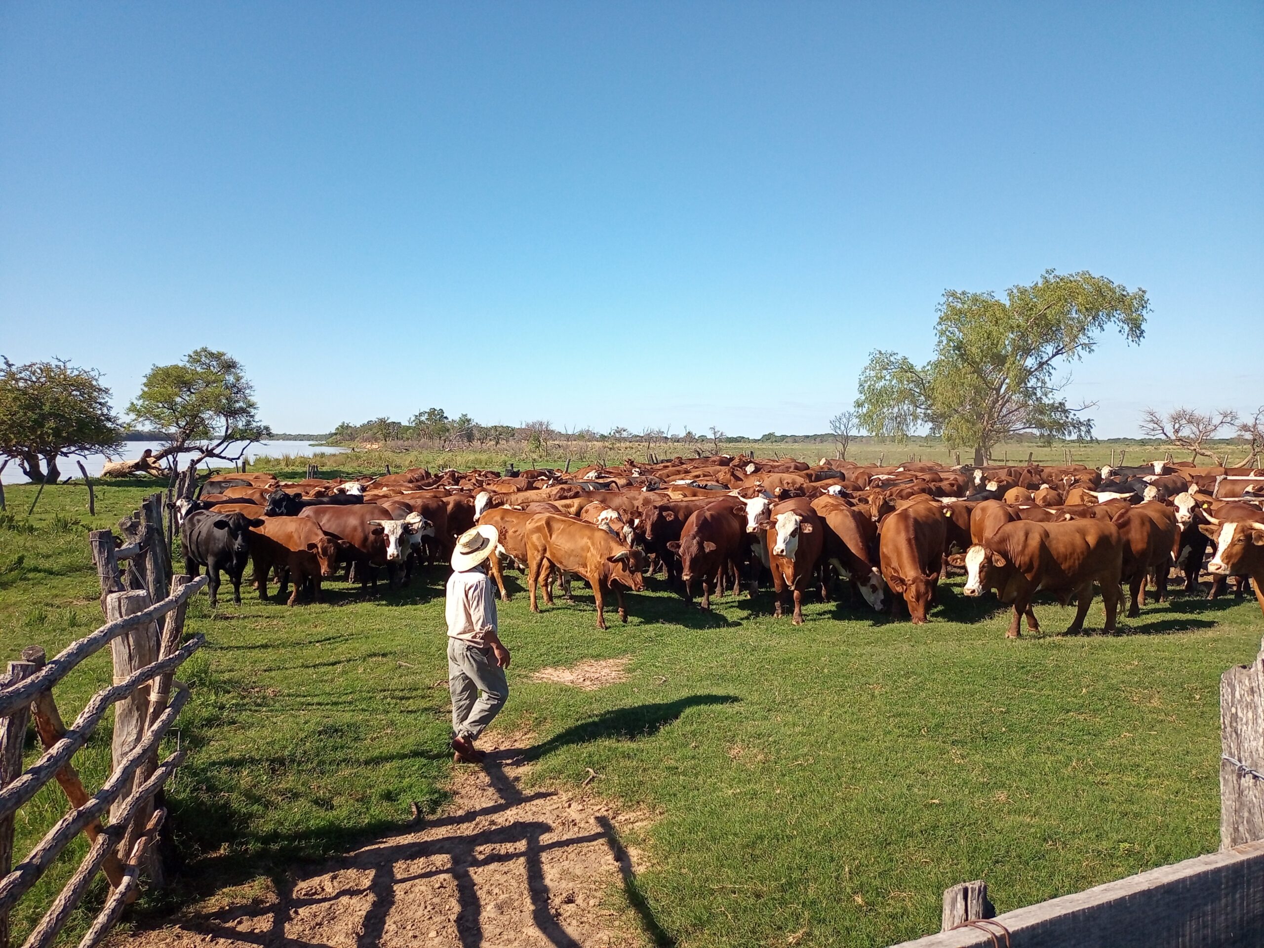 Estudian el impacto de la miasis en la ganadería argentina