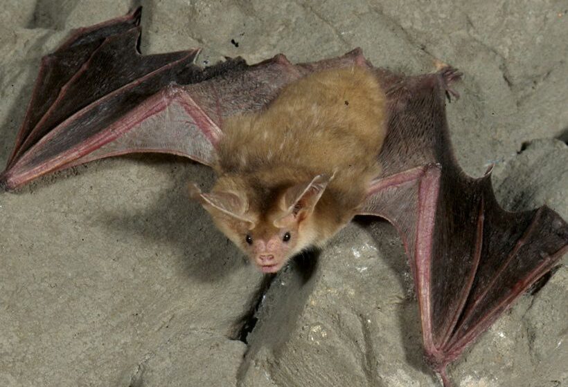  Alerta: En pleno centro urbano de Riachuelo hallan murciélagos con rabia