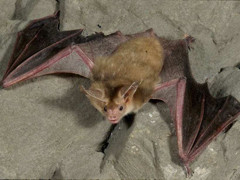 Alerta: En pleno centro urbano de Riachuelo hallan murciélagos con rabia