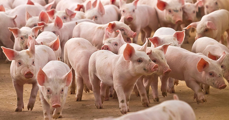 Sector porcino: a mediano y largo plazo, el mercado argentino reúne potencial y oportunidades