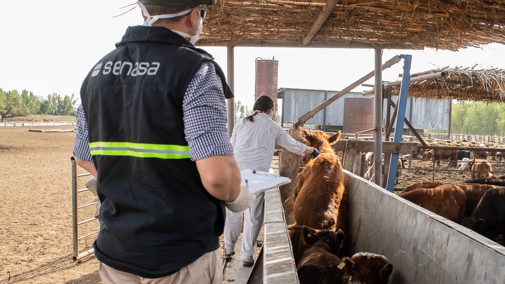 Corrientes: Segunda campaña de vacunación contra la Fiebre aftosa